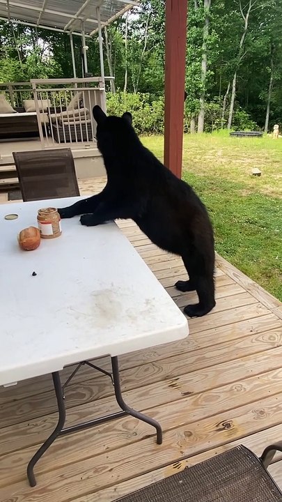 Lunchtime With a Black Bear