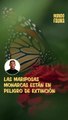 La mariposa monarca en peligro de extinción