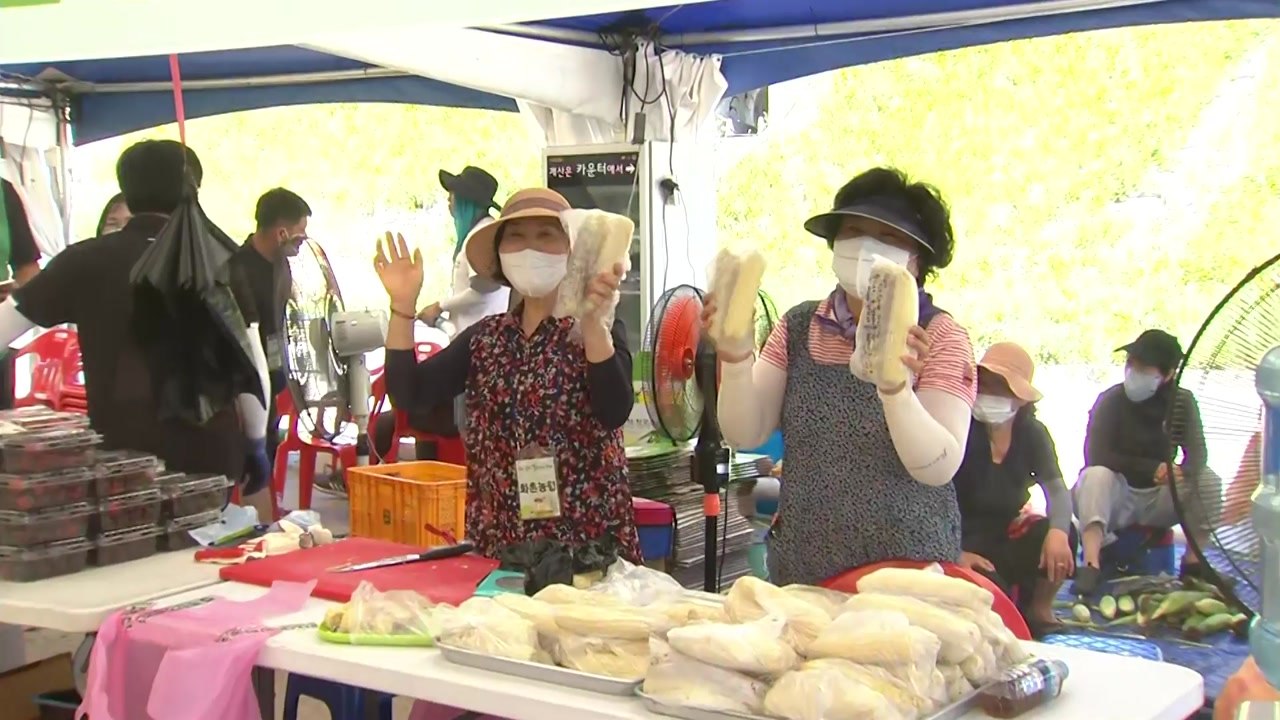 여름 축제 본격 시작!..."홍천 찰옥수수 맛보러오세요" / YTN