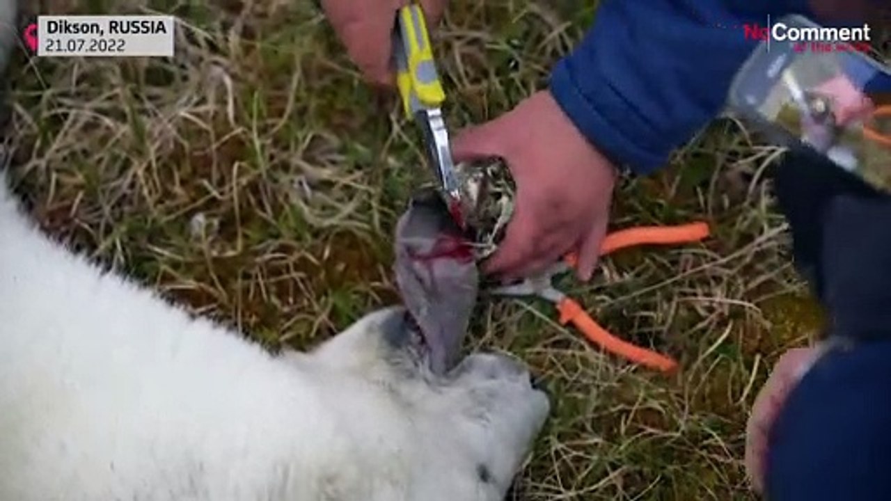 Geretteter Eisbär, gerettete Schildkröte und Papst in Quebec