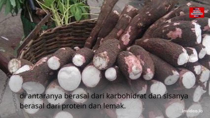 Masih Mau makan singkong mentah, setelah lihat video ini