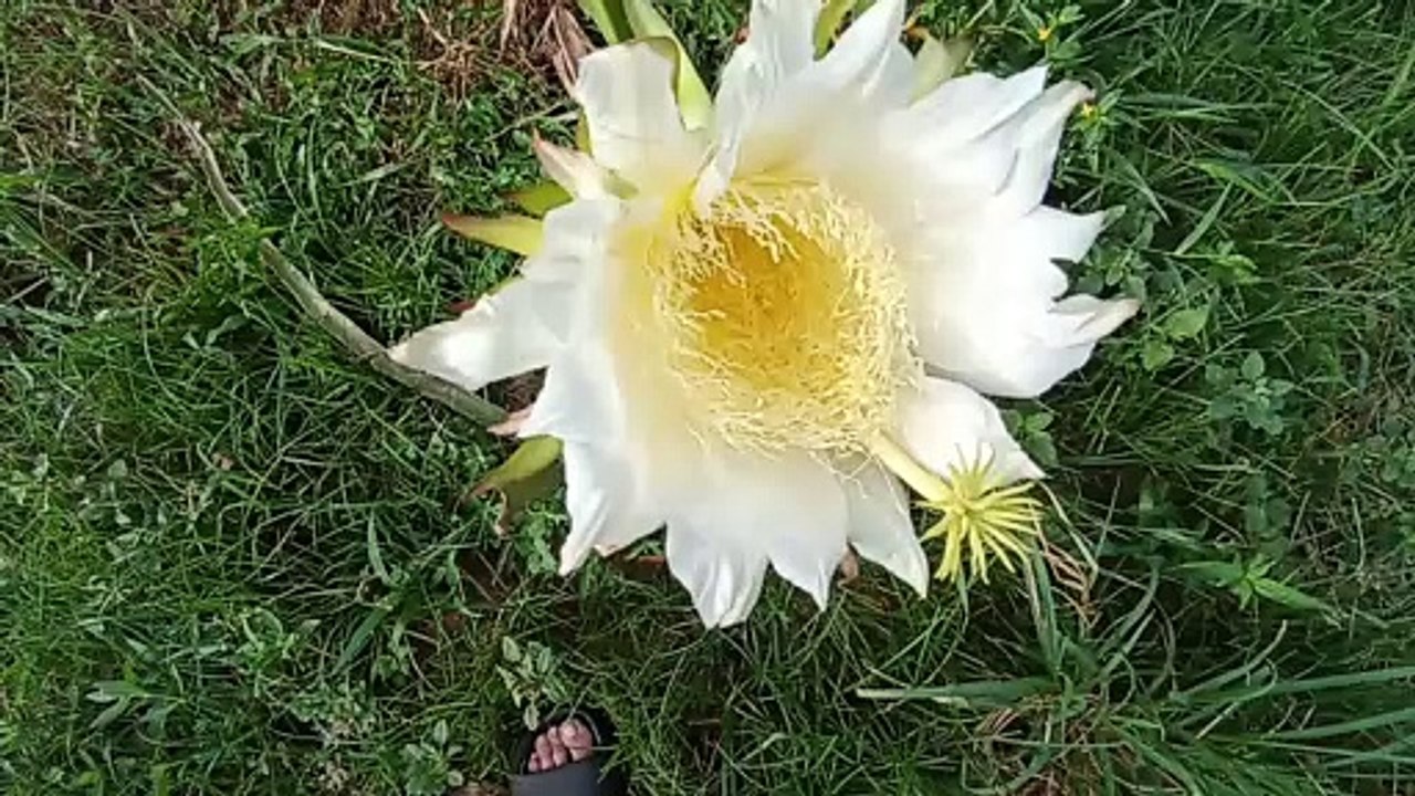 Hoa đẹp để ngắm