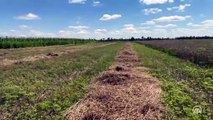 Ukrayna'nın Harkiv kentinde buğday hasadı