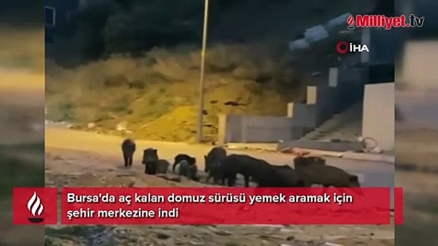 Bursa'da aç kalan domuz sürüsü şehir merkezine indi