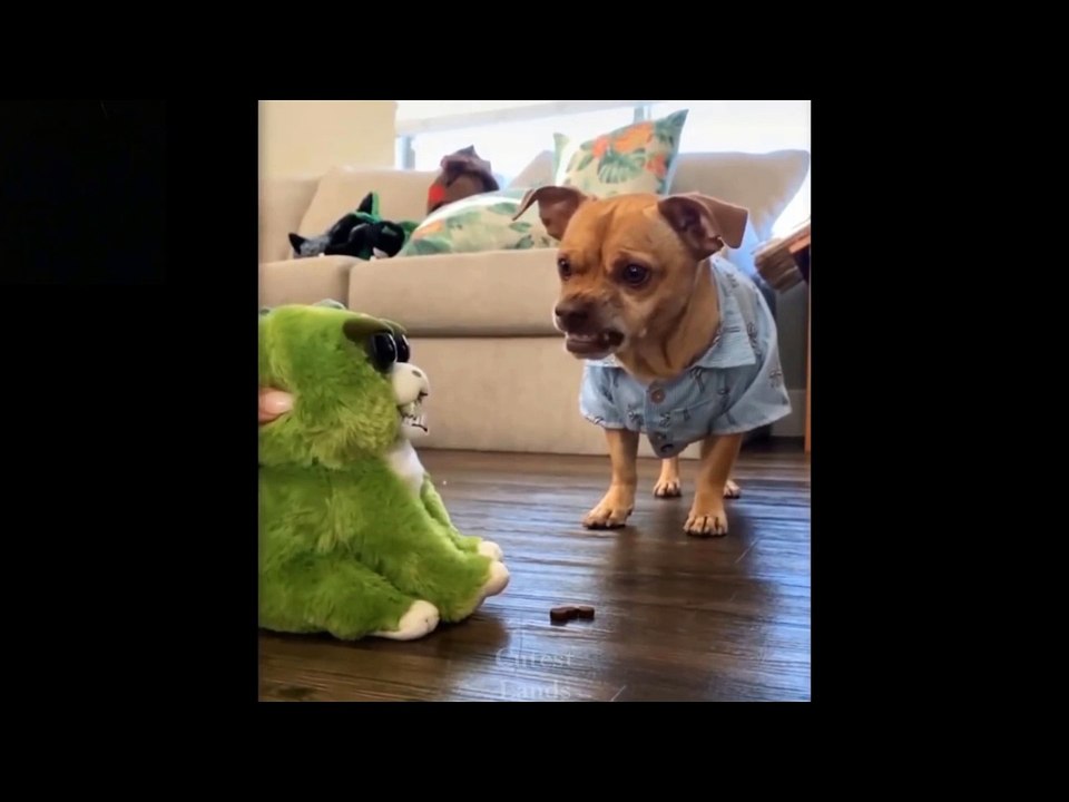 Funny cat videos caught about | Funny cat videos caught at sea | Caught Fire