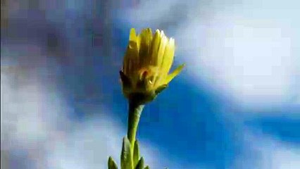 Succulent lemon pig face Flower