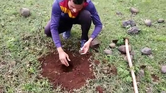 Video Story- In three forest areas, the forest department has prepared