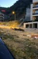 Bursa haber: Bursa'da aç kalan domuz sürüsü şehir merkezine indi