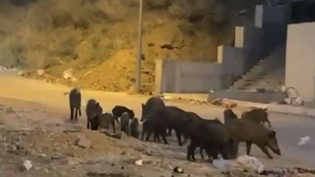 Bursa'da aç kalan domuz sürüsü şehir merkezine indi