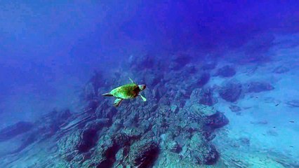 OCEAN TURTLE WITH SUPER BACKGROUND MUSIC