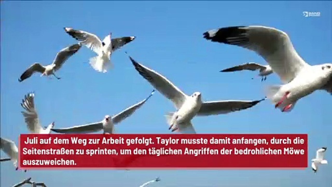 Homophobe Möwe terrorisiert Mann beim täglichen Pendeln