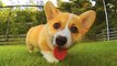 Funny and Cute corgi puppies videos compilation|Cutest corgis Ever!