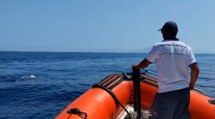 Isole Egadi,  Guardia Costiera salva delfino disorientato al largo di Levanzo (30.07.22)