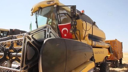 Muş gündem haberi... Malazgirt'te buğday hasadı devam ediyor