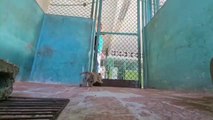 Nace un tigre de Bengala en el zoológico nacional de Cuba