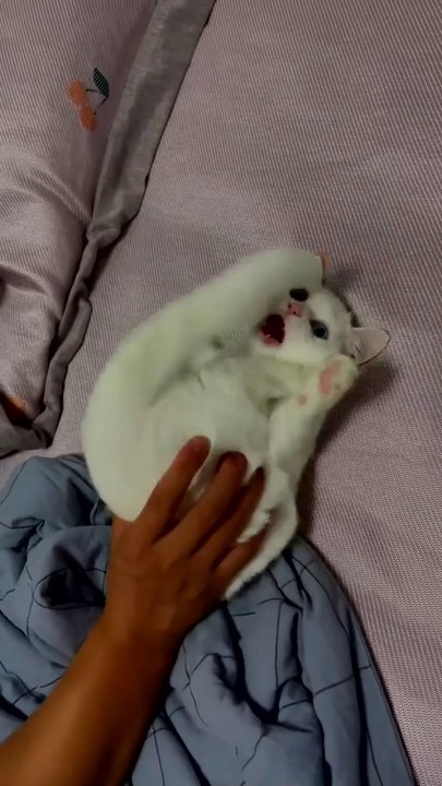 Funny cat moment