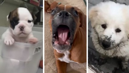 World's Most Adorable Puppies Compilation ~ Try Not To Say Awww!