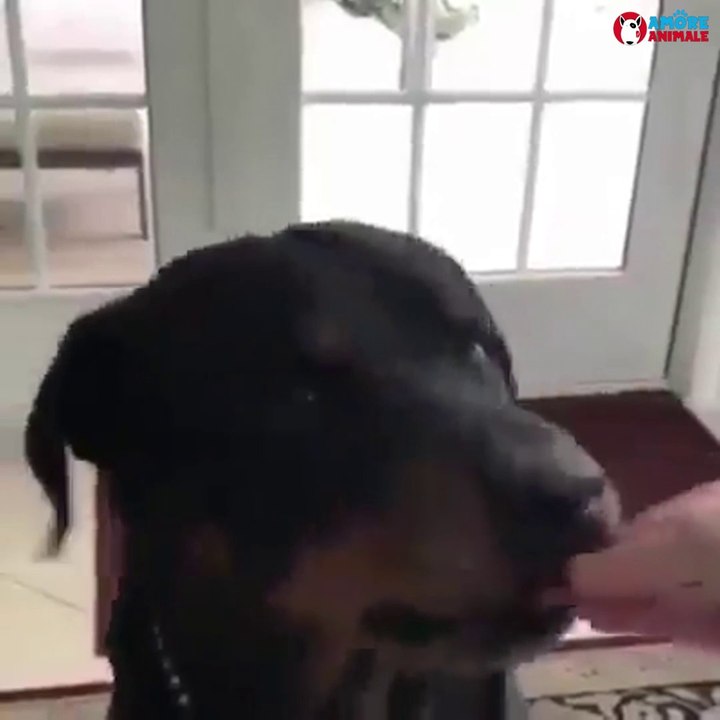 Try Not to Laugh - Funny Cat and Dog Videos  Funny Compilation # 1