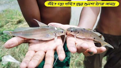 Hand fishing in Padma River | fishing wonderfully