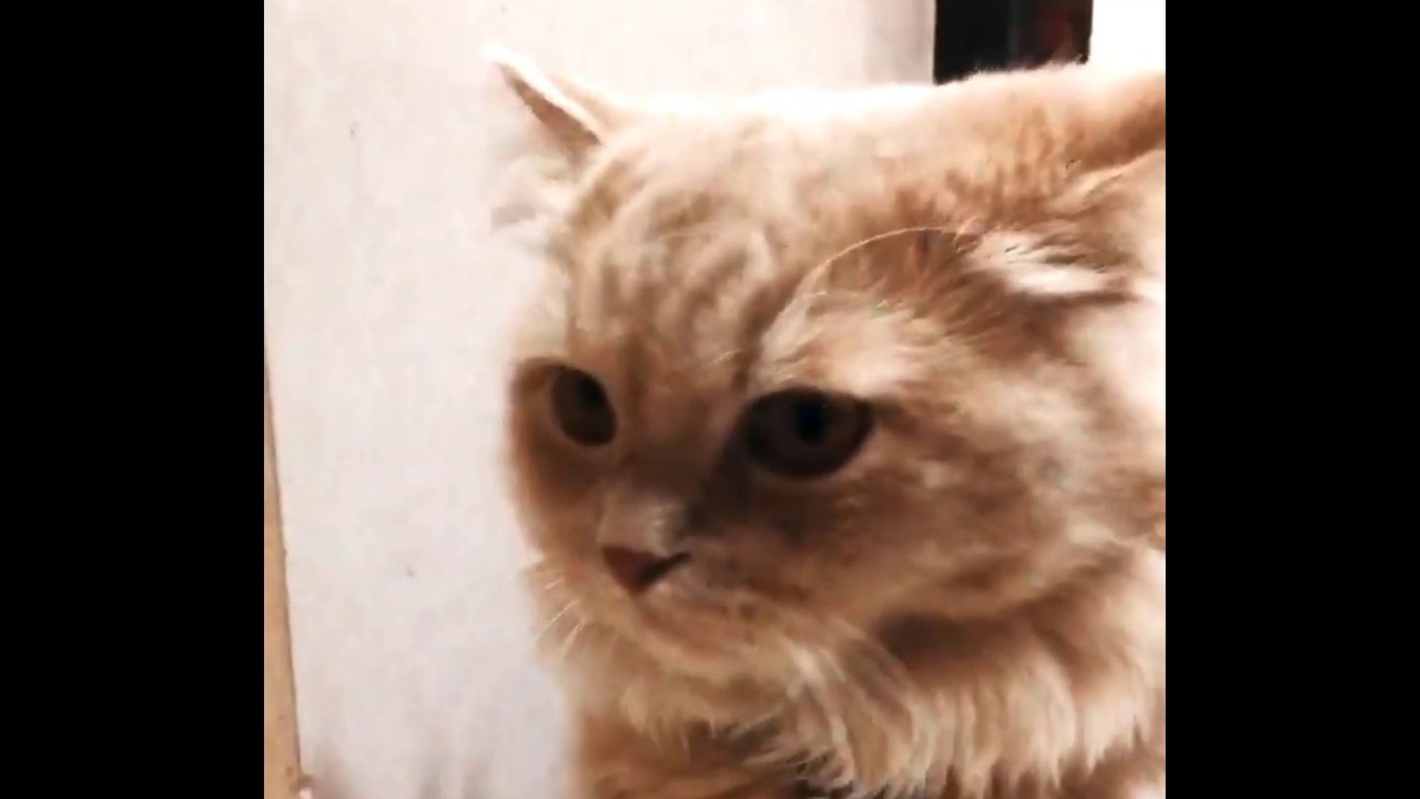 Funny Cats Arguing - Cats Talking To Each Other Compilation || NEW HD