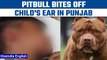 Punjab Pitbull attack: 13-year-old's badly bitten off by the dog | Oneindia news *News