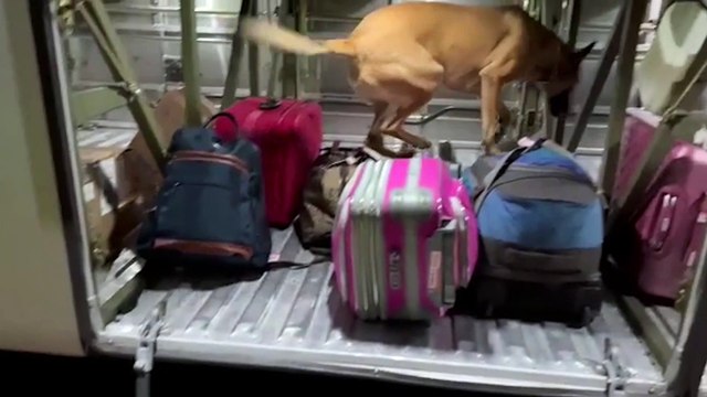 Homem em posse de 25 Kg de maconha é preso pelo BPFron em ônibus de linha na BR-369