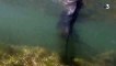 Mauvaise nouvelle pour les défenseurs des animaux : Le requin bleu observé depuis mercredi dans le Var a été retrouvé mort ce matin
