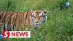 Efforts on Siberian tiger protection bear fruit in NE China