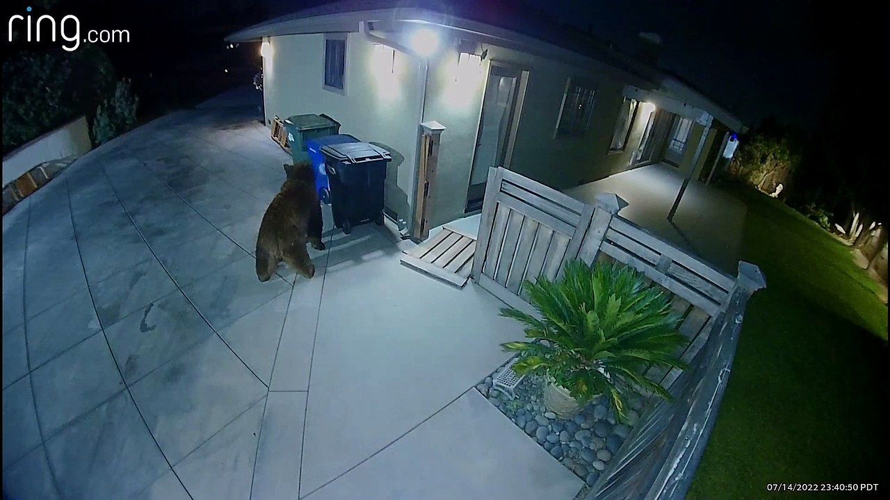Late Night Gate Crasher