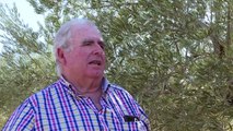 En Espagne, la culture des olives menacée par le soleil de plomb