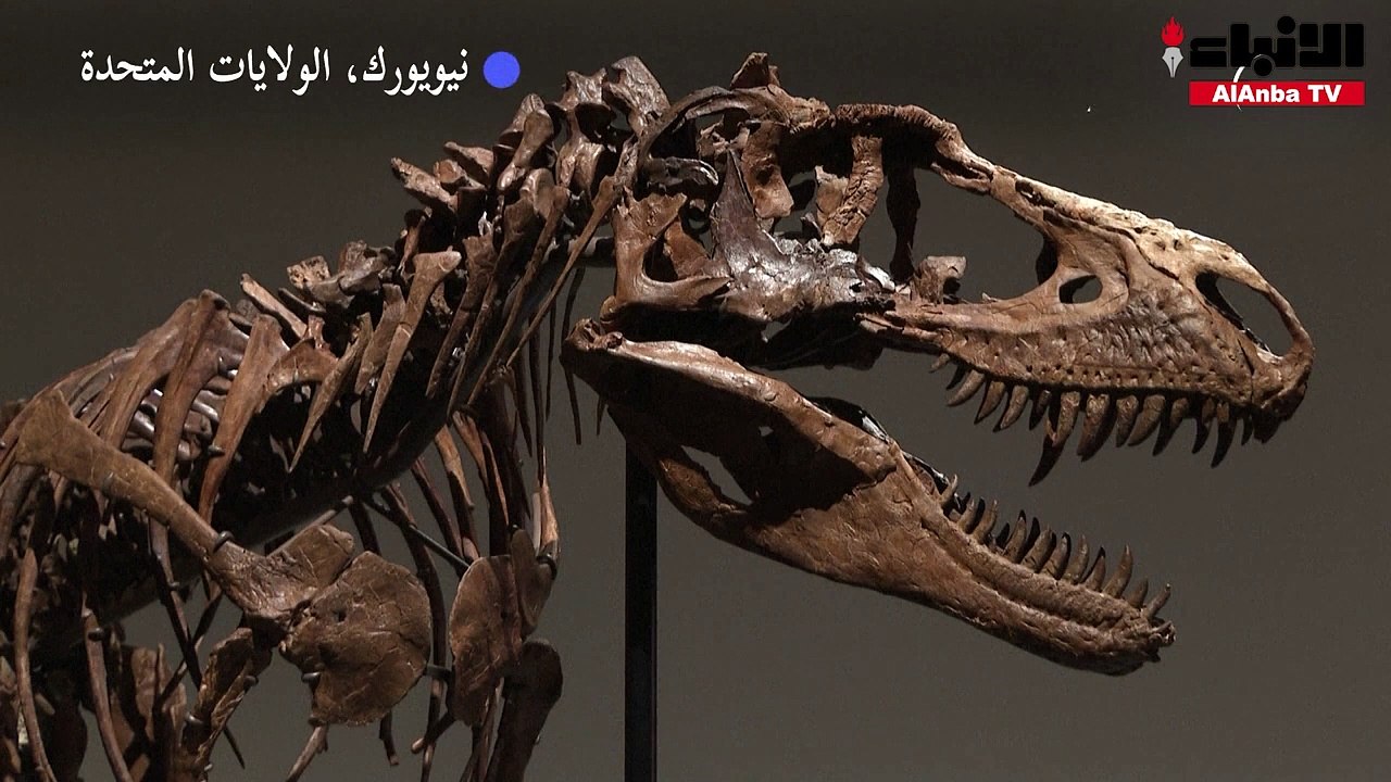 هيكل عظمي كامل لغورغوصور يُباع بـ6,1 ملايين دولار ضمن مزاد أقيم في نيويورك