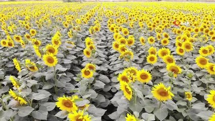 İlaçlama yapılan tarlalarda 'çayır' tırtılından eser kalmadı