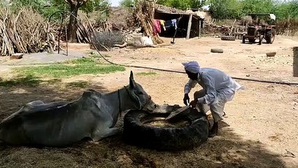 पशुपालकों का सम्मान करेगी सरकार-   422 पशुपालकों के प्रोत्साहन पर खर्च होंगे 53.20 लाख रुपए
