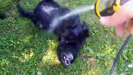 Dog Loves the Water Hose