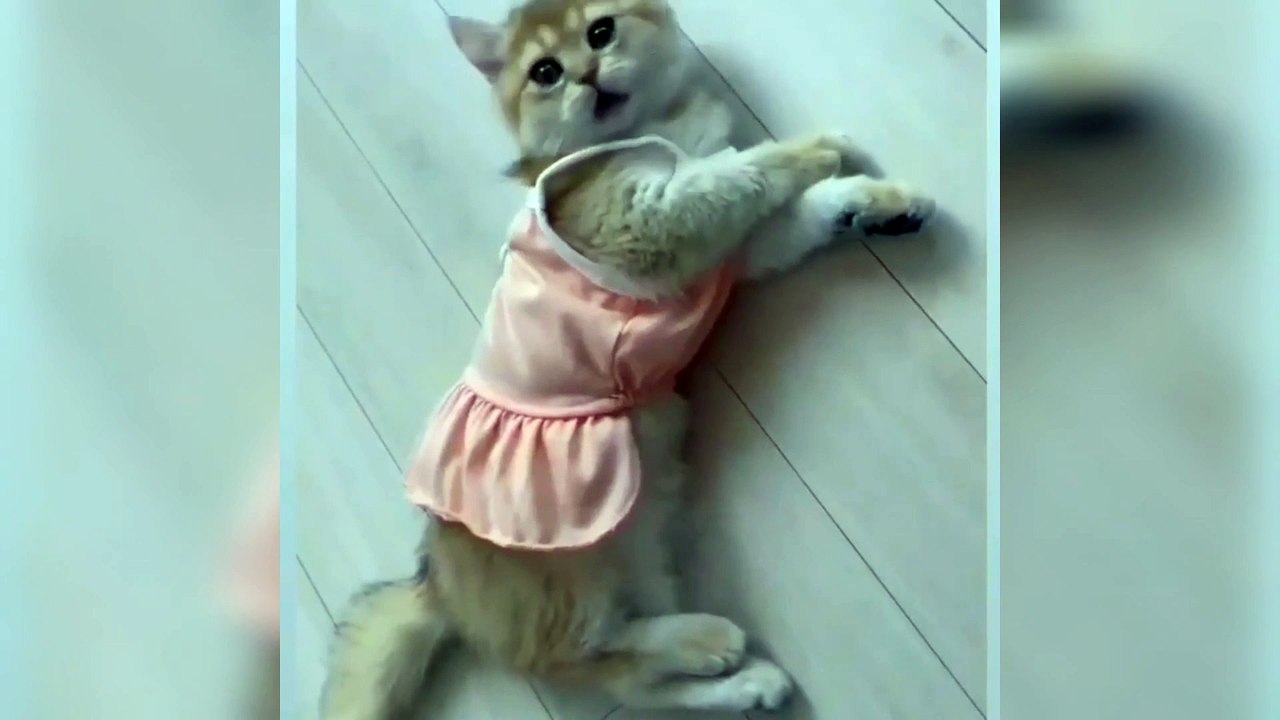 Baby Cute Kitty