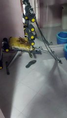 Little Dog Gets Big Mad When Owner Wants to Leave