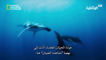 عالم البحار | الحيتان الحدباء