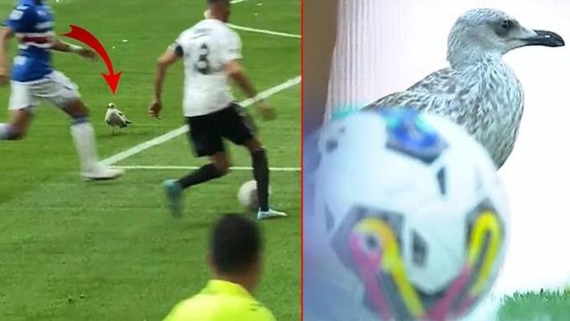 Beşiktaş maçındaki martı görenleri hayrete düşürdü! Her pozisyonun içinde yer aldı