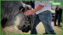 Le blanc-bleu belge, star de la Foire de Libramont