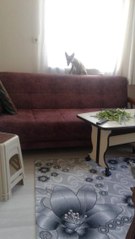 Eve giren tilki cep telefonuyla görüntülendi