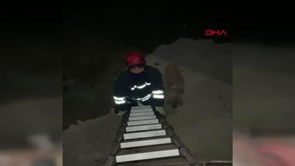 DERE YATAĞINA DÜŞEN KÖPEK KURTARILDI