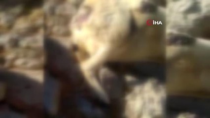 Malatya yerel haberleri: Malatya'da kurtların saldırdığı sürüdeki 18 koyun telef oldu