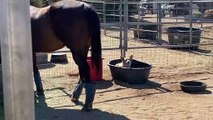 Corgi Cools Off in Horse's Hydration Station