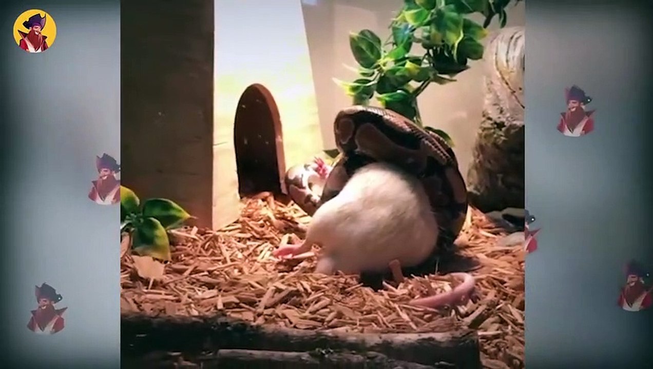 13 Times Amazing Snakes Show Other Animals How To Be The Boss