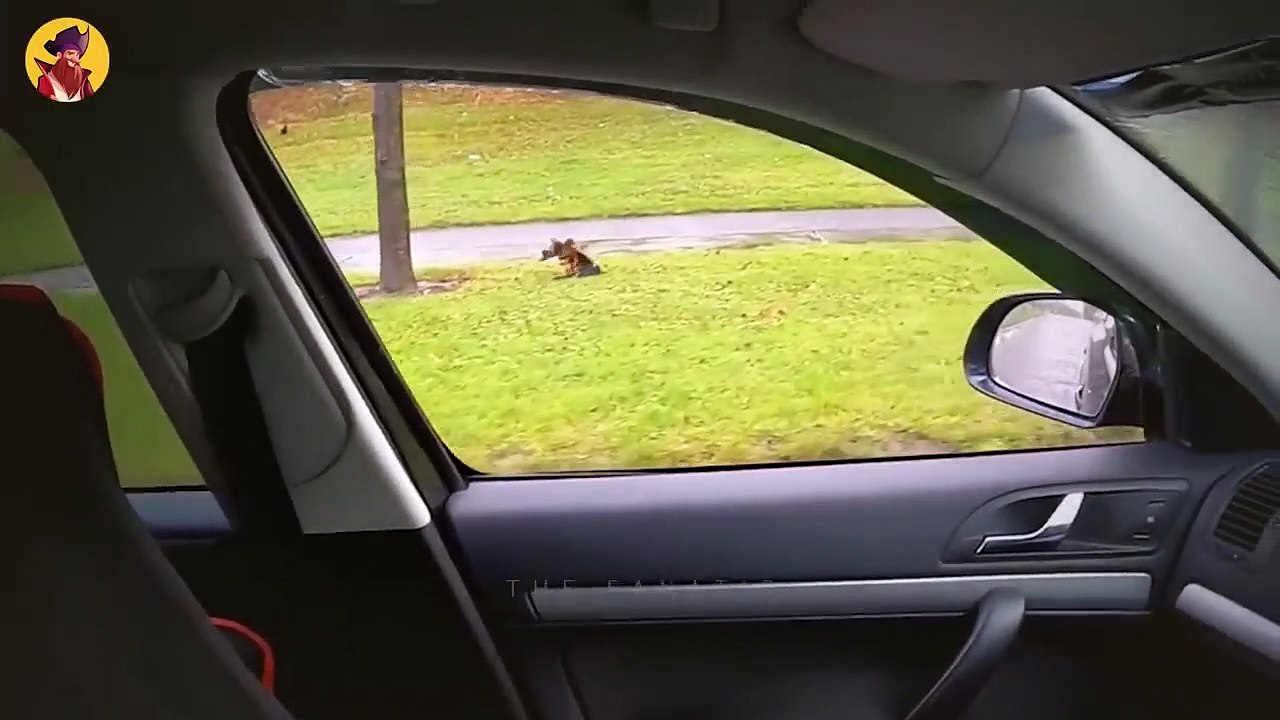 15 Killer Moments Of Birds Taking Down Their Hu...
