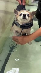 Trying to Get a Senior Dog to Swim