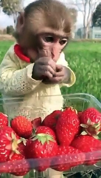 funniest animal moments_480p