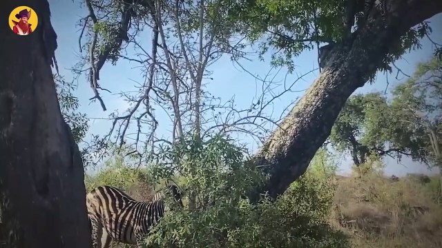 Top 40 Mind-Boggling Moments When Zebras Demonstrate They Have What It Takes To Survive In The Bush