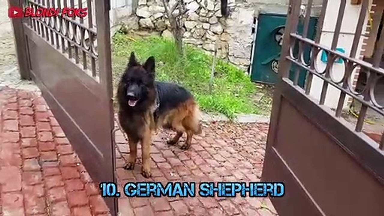 Can Top 10 Fastest Dog Breeds Beat The Cheetah - Top 10 Fastest Dog Breeds In The World