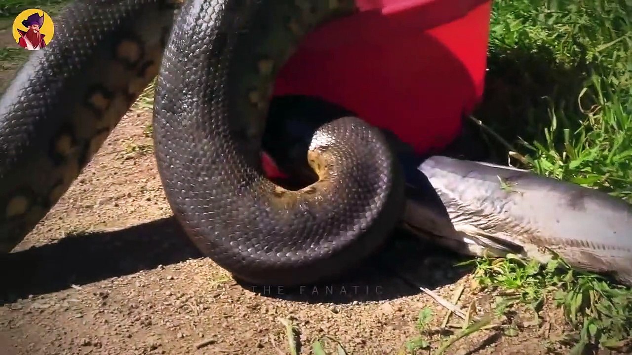 15 Epic Fights And Attacks by Snakes Caught On Camera